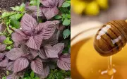 Làm đẹp bằng lá tía tô: Công dụng và cách dùng hiệu quả