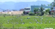 Lần đầu tiên hàng trăm cò nhạn quý hiếm xuất hiện ở Quy Nhơn Đông, Gia Lai