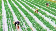 Làng nghề dược liệu Định Sơn đổi mới, nâng cao giá trị sản phẩm OCOP