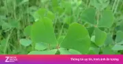 Loại cỏ mọc hoang rau bợ mang nhiều lợi ích sức khỏe ít ai ngờ