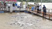 Mô hình tái tạo thủy sản ở Đồng Tháp hút khách du lịch