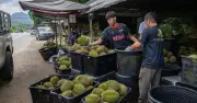 Malaysia nghiên cứu tuyến đường bộ xuất khẩu sầu riêng tươi sang Trung Quốc
