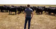 Mark Zuckerberg nuôi bò Wagyu và Angus, cho uống bia để tạo thịt bò chất lượng cao nhất thế giới