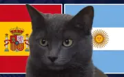 Mèo tiên tri chọn Tây Ban Nha thắng Argentina ở chung kết World Cup 2026