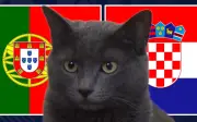 Mèo tiên tri dự đoán Croatia thắng Bồ Đào Nha tại World Cup 2026