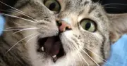 Một phần ba dân số thế giới nhiễm ký sinh trùng từ mèo: Sự thật bất ngờ