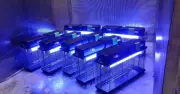 Đèn bắt côn trùng Nion công suất lớn giúp doanh nghiệp FDI kiểm soát rủi ro hiệu quả