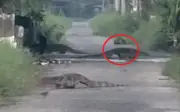 Đàn kỳ đà khổng lồ xuất hiện trên đường phố Thái Lan như phim Công viên kỷ Jura