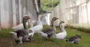 Đàn ngỗng thay chó nghiệp vụ canh gác nhà tù Brazil