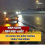 Nam sinh Đại học Luật tử vong do lái xe đâm trúng trâu thả rông