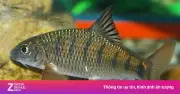 Ngộ độc ciguatera sau ăn trứng cá chép suối: Không có thuốc giải