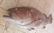Ngư dân Indonesia bắt được cá mú khổng lồ nặng 120 kg