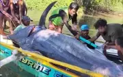 Ngư dân Philippines bắt được cá cờ xanh khổng lồ nặng 500kg