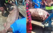 Ngư dân Philippines câu được cá mú khổng lồ 100 kg