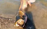 Ngư dân Thổ Nhĩ Kỳ bắt được cá trê khổng lồ dài 2,57m nặng 157kg