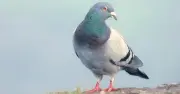 Ứng dụng nhắn tin bằng chim Roost hút 300.000 người dùng nhờ tốc độ chậm