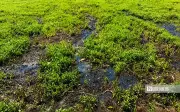 Đồng Tháp: 319 ha cây trồng hư hại, thiệt hại hơn 20 tỷ đồng do nước ô nhiễm