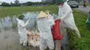 Nghệ An: Hơn 17.000 gia cầm tiêu hủy vì cúm H5N1, tạm dừng buôn bán gia cầm sống