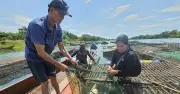 Nghề nuôi cá lồng trên sông Son: Sinh kế bền vững cho người dân Phong Nha