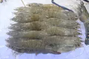 Nghịch lý thủy sản: Tôm nhỏ đắt hàng, tôm lớn khó bán