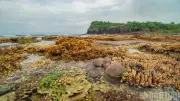 Nghiên cứu mới kêu gọi đưa tình trạng khử oxy dưới nước vào Ranh giới Hành tinh