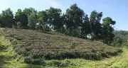 Người bệnh bình được giảm tới 90% tiền sử dụng đất khi chuyển sang đất ở