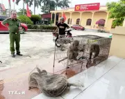 Người dân Hải Phòng tự nguyện bàn giao nhiều cá thể động vật hoang dã quý hiếm