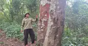 Người đàn ông 33 năm bảo vệ rừng lim Cồn Lim bất chấp lâm tặc