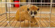 Người đàn ông Gia Lai bị cu li cắn nguy kịch vì sốc phản vệ