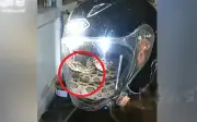 Người đàn ông Thái Lan phát hiện trăn lớn trong mũ bảo hiểm