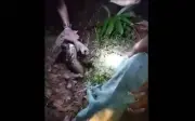 Người phụ nữ Indonesia bị trăn khổng lồ siết chết khi đi bộ về nhà