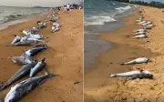 Nhiệt độ cao gây thủy triều đỏ, cá chết hàng loạt tại Hải Nam