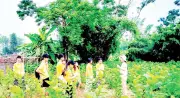 Ninh Bình phát triển nông nghiệp sinh thái, đa giá trị, nâng cao thu nhập