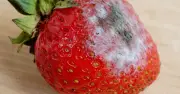 Nấm mốc trên trái cây: Cắt bỏ hay vứt cả trái để an toàn?