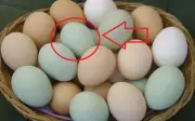 Nên chọn trứng vịt vỏ trắng hay vỏ xanh? So sánh dinh dưỡng và bảo quản
