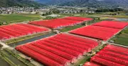 Nông dân Nhật Bản phát minh lưới đỏ đánh lừa côn trùng, giảm thuốc trừ sâu
