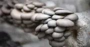Nông dân Phú Thọ thu gần tỷ đồng mỗi năm nhờ mô hình 'lấy ngắn nuôi dài' dưới tán rừng
