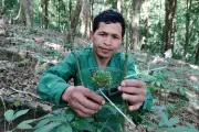 Nông dân vượt núi mặc áo giáp cho hạt cây quốc bảo