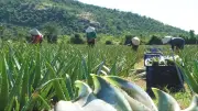 Nông nghiệp 6 tháng đầu năm 2026: Lúa tăng năng suất, thủy sản khởi sắc