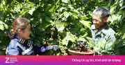 Nông nghiệp tái sinh: 'Chìa khóa' giúp cà phê Việt vượt rào cản xanh
