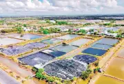 Nông nghiệp Vĩnh Long chuyển đổi cơ cấu cây trồng, liên kết chuỗi giá trị