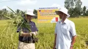 Nông sản rớt giá, nông dân lỗ nặng vì sản xuất theo phong trào