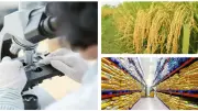 Nông sản Việt: Xây thương hiệu quốc gia để bán giá trị, không chỉ giá rẻ