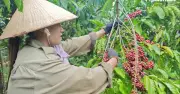 Nông sản xanh Việt Nam thu giá trị 'vàng' nhờ chứng nhận EUDR