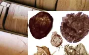 Đào mỏ, phát hiện sinh vật 1,7 tỉ năm tuổi ở Úc