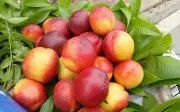 Đào, sung, táo, mơ: Trái cây mùa hè bổ dưỡng và cách làm sấy dẻo tại nhà