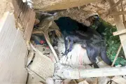 Đoàn Việt Nam giải cứu 23 nạn nhân động đất tại Venezuela