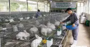 Phí giết mổ thỏ cao gấp 15 lần gà, Hội Chăn nuôi thỏ kiến nghị giảm