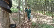Phạm Thị Thành: Hành trình từ cô gái xứ Nghệ đến 'Bàn tay vàng' ngành cao su