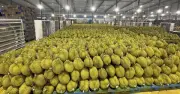 Phòng kiểm nghiệm sầu riêng quá tải, chuỗi xuất khẩu tỉ USD đình trệ